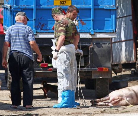 Proiect la Guvern de sprijinire a celor afectați de criza pestei porcine