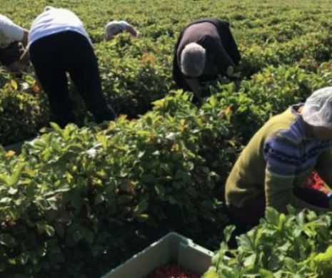 SCLAVI în ITALIA. Un nou CAZ zgudie ROMÂNIA