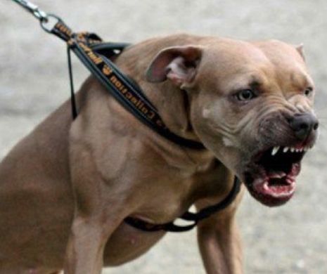 Un copil de şase ani din Craiova a fost atacat de un caine Amstaff