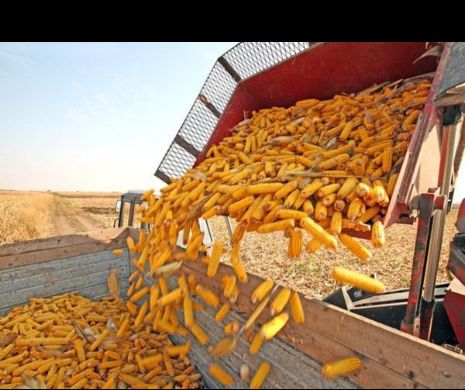 Agricultura ROMÂNIEI este in topul UE. Cifrele care indică faptul că am DEPĂȘIT o putere MONDIALĂ