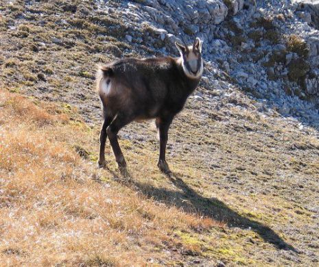 Austrieci acuzați de braconaj: au împușcat o capră neagră în Parâng