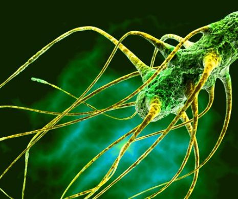 Descoperire care REVOLUȚIONEAZĂ medicina. Legătura BIZARĂ între Salmonella și imunitate