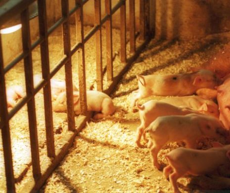 MUICĂ, ce ȚEAPĂ le-a dat olandezilor! Au dispărut banii cu porci cu tot