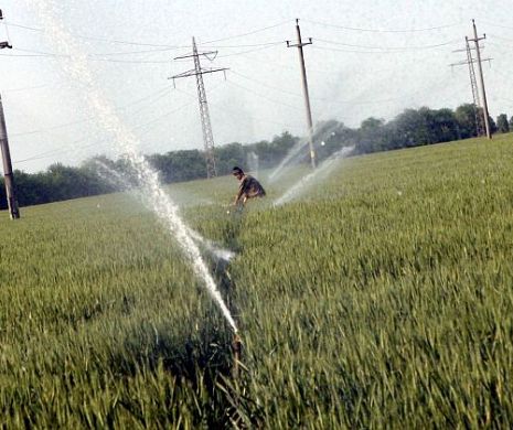 România, cel mai bun rezultat agricol din istorie. Afaceri de aproape 8 miliarde de euro