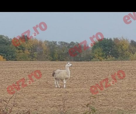 Un animal exotic a fost fotografiat pe un câmp din Timiș I FOTO
