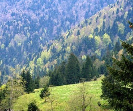 VIDEO spectaculos cu un animal PROTEJAT în pădurile României