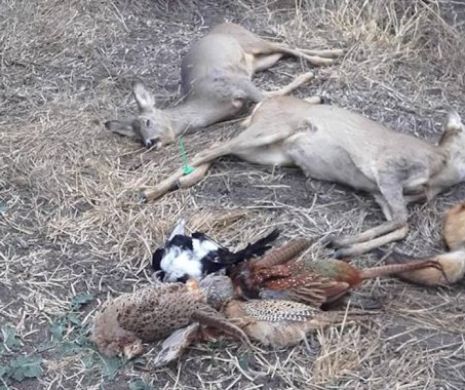 Animale sălbatice OTRĂVITE și în Timiș