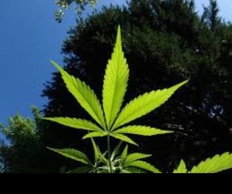 Ce spune China despre legalizarea consumului de marijuana