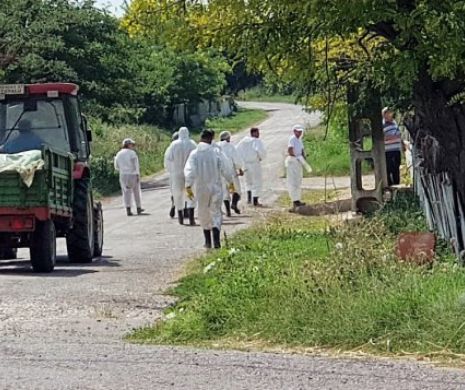 După pesta porcină africană, a venit rândul oilor din România să tremure din cauza scarpiei, o boală incurabilă. Focare în Sibiu şi Bihor