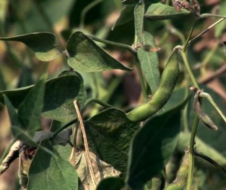 Pericol scăpat de sub control. Cel mai mare producător de soia cultivă plante MODIFICATE GENETIC fără să anunțe