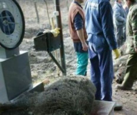 ALERTA pe domeniul de la Balc al lui Ion Țiriac. Pesta porcină îi amenință proprietatea
