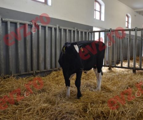 Animale acuzate de CRIMĂ. Dosar PENAL pentru trei VACI și un TAUR. Au intervenit MASCAȚII