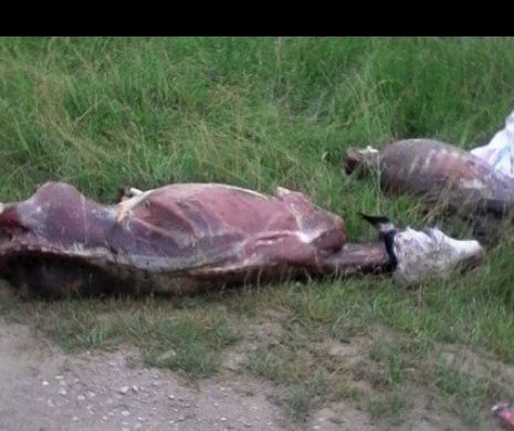 Dosar penal de omor pentru trei vaci și un taur