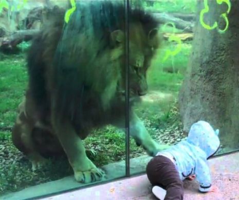 DRAMĂ la GRĂDINA ZOOLOGICĂ. A fost ucisă de un LEU