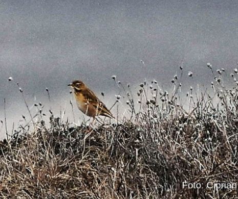 Fâsa lui Richard, SPECIE SIBERIANĂ de PASĂRE, descoperită în DOBROGEA