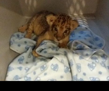 Leuțul Paco se mută la Târgu Mureș