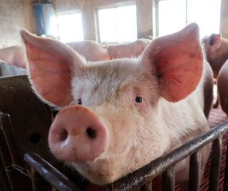 Boala a ajuns în vest? Alertă de PESTĂ PORCINĂ în Timiș