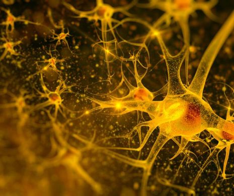 Neuronii-oglindă: ce sunt şi cum ne ajută în viaţă