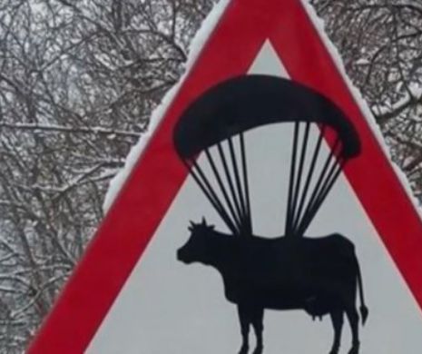 Șoferi, atenție! Pe aici se dau vacile cu parapanta! Indicatorul rutier care a ajuns viral pe internet