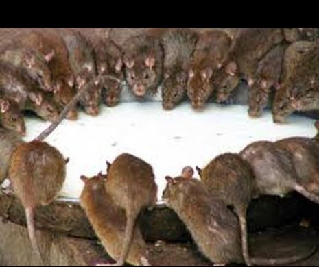 VREMEA SEVERĂ naște MONȘTRI! Urmează INVAZIA de ȘOBOLANILOR. Avertismentul este CLAR