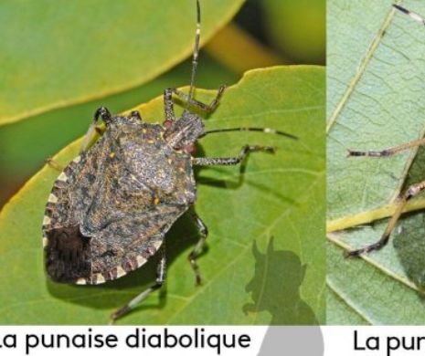 Avetisment! „Halyomorpha halys”  prezentă şi în România „CUCEREŞTE”  toată Europa: Nu vom scăpa de ea! Niciun atac chimic nu a putut stârpi creatura