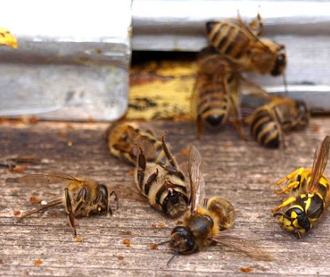 CATASTROFĂ la nivel MONDIAL. DISPARIŢIA insectelor de pe PĂMÂNT este o cruntă REALITATE
