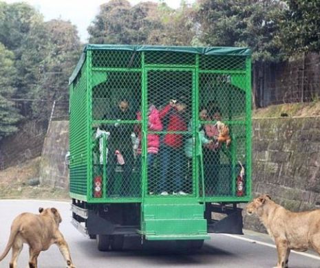 Grădina zoologică unde oamenii stau în cuşti şi animalele sălbatice sunt libere