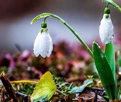 Vremea de 1 Martie! Anunț NEAȘTEPTAT de la meteorologi. Prognoza meteo pentru săptămâna următoare