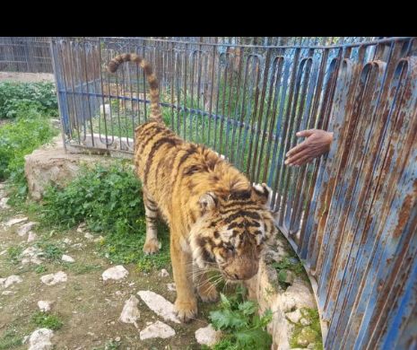 ZOO Bârlad vinde animale la licitație