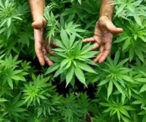 Canabisul va fi legalizat. Anunț de la Guvern pentru bolnavii cronici: „ Orice terapie care ajută pentru pacienţi va fi luată în discuţie”