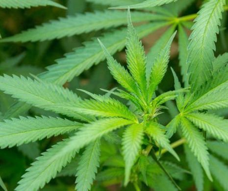 Reprezentanții Comisiei Europene a reacționat dur la planul Guvernului de a legaliza canabisul în scop medicinal