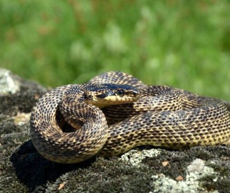 Șarpele cu patru dungi din Dobrogea
