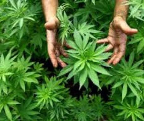 Se legalizează Canabisul în România? Ce spune Ministerul Sănătății despre această posibilitate