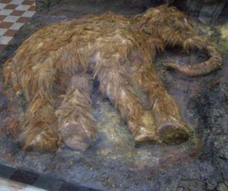 Șoarecii, folosiți la reînvierea mamuților