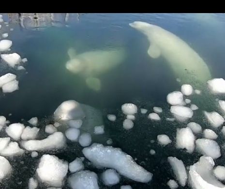 100 de balene, „amnistiate” datorită lui Cousteau
