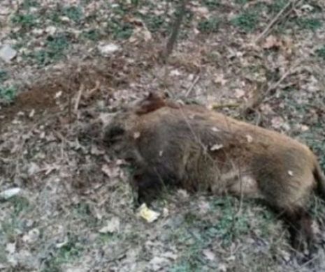 Alertă In Botoșani A Fost Găsit Un Mistreț Cu Pestă Porcină