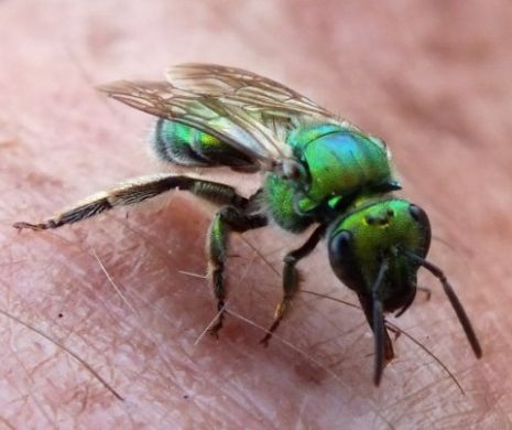 Este incredibil ce a găsit un medic în ochiul unei femei. Video în articol