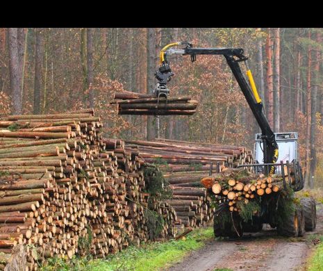 Lemn ”ilegal” de aproape 1 milion de lei, descoperit în Caraș Severin