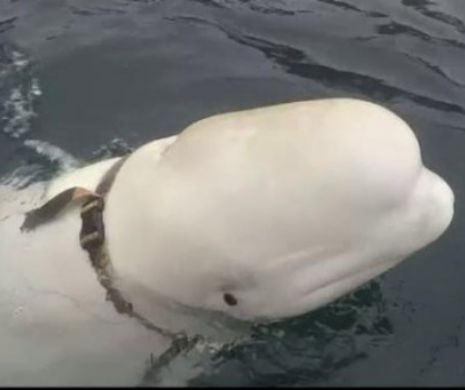 Beluga suspectată că ar fi ”spion rus” refuză să părăsească apele norvegiene