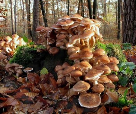 „Ciuperca de miere”, cel mai mare organism de pe planetă