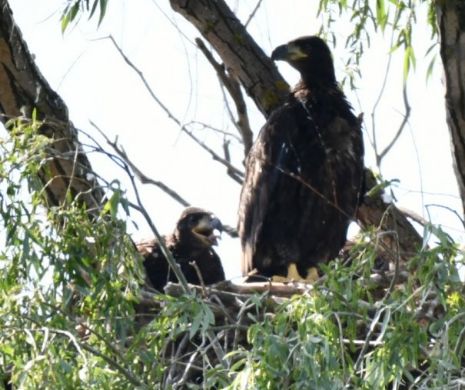 Fotografia zilei: A fost surprinsă o familie de codalbi, cu pui