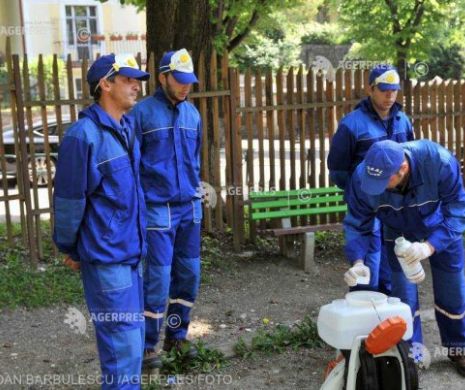 Insectele au invadat Capitala. Care este decizia de ultim moment a PMB