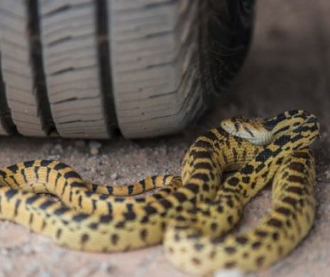 Mușcat de viperă la locul de muncă. „Nu e un caz izolat”.