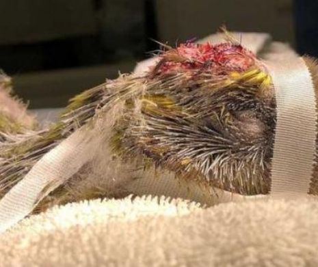 Premieră mondială: un papagal kakapo a fost operat pe creier
