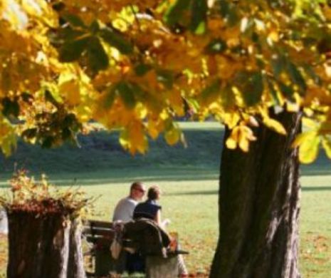 Primăria Timișoara cumpără ”tomograf” pentru copaci