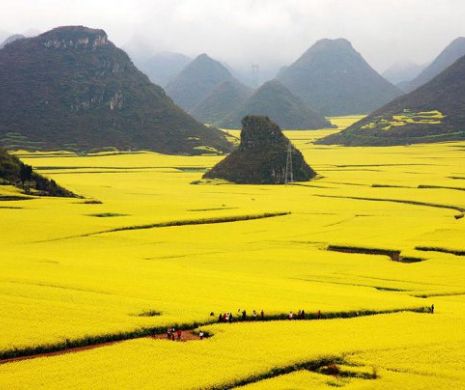 Războiul rapiței. Prim-ministrul este încolțit