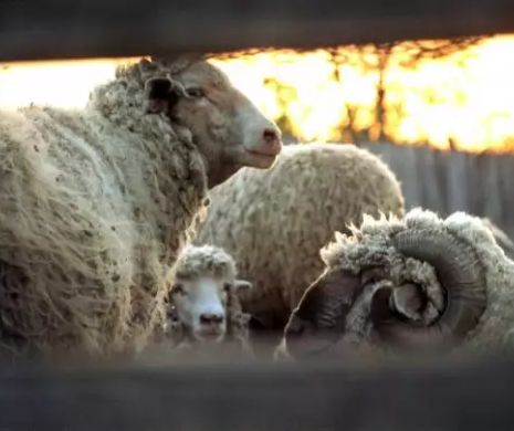 România pregătește 2 milioane de berbecuți pentru Emirate