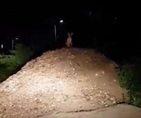 Vestul sălbatic. O haită de șacali a ajuns la limita Timișoarei