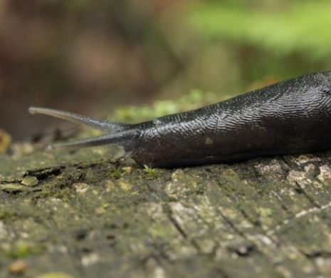 Incident rar în Japonia! Un limax, cauza unui haos feroviar