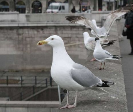 Pescărușii din Paris au declarat război dronelor Poliției